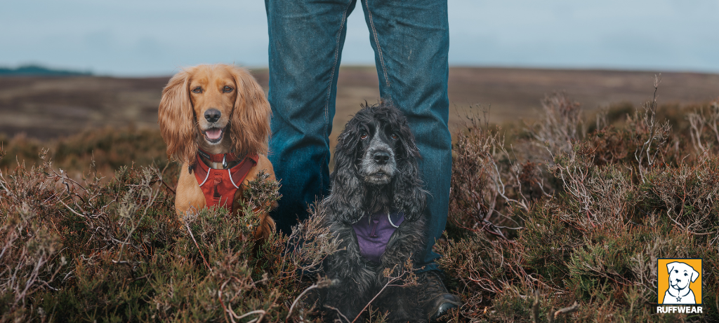 Ruffwear dog harnesses. Photo credit: @woofwagwalk on Instagram.