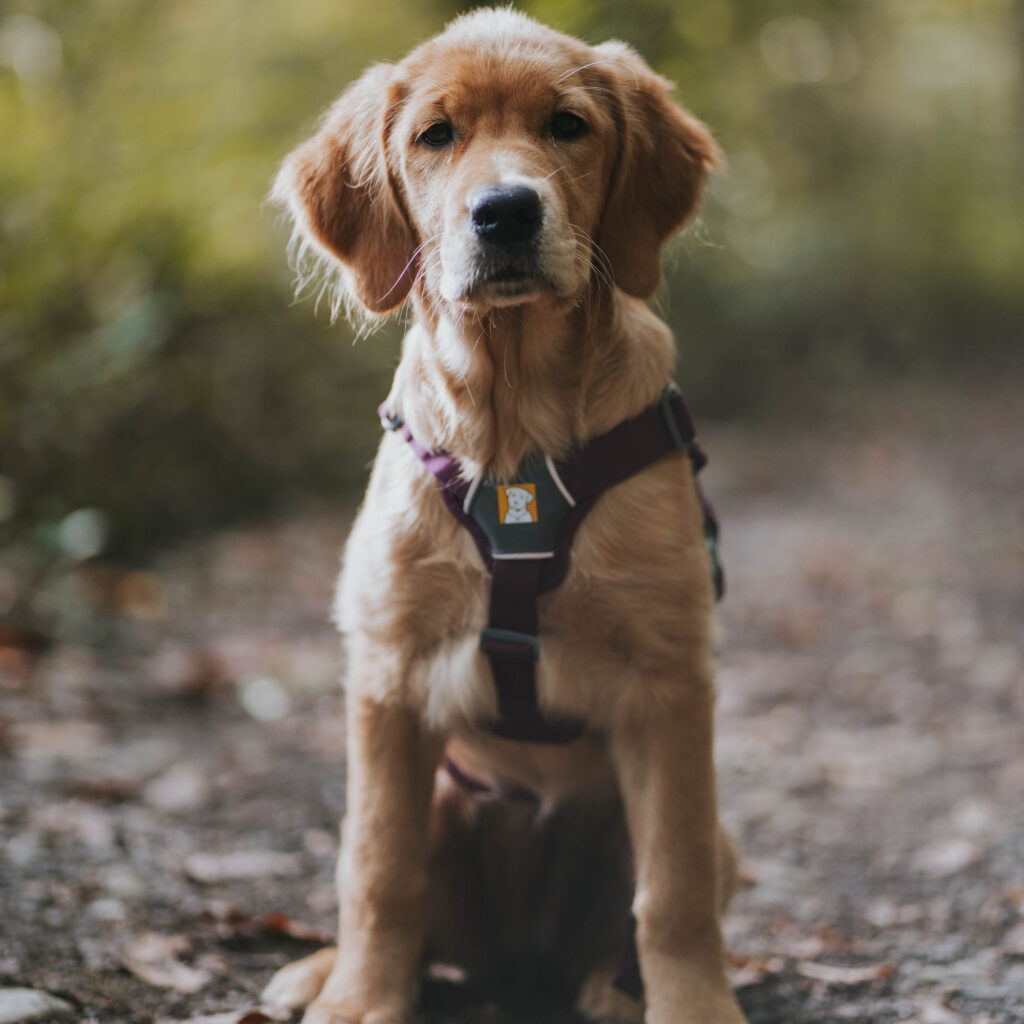 How To Choose The Right Dog Harness A Ruffwear Guide