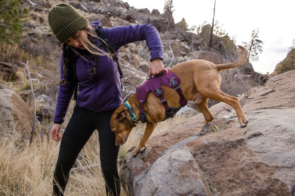 Ruffwear Web Master Dog Harness. Photo credit: Elena Pressprich.