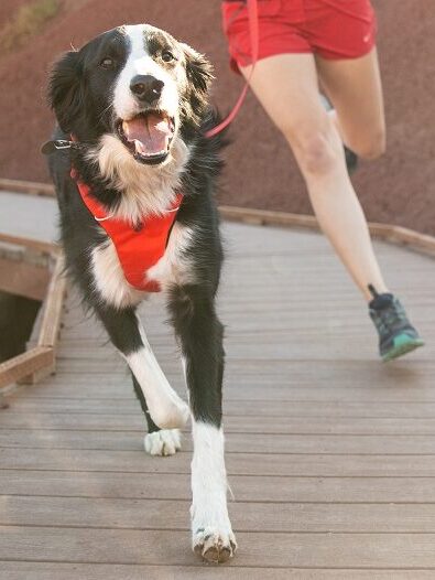 Ruffwear Front Range Dog Harness.